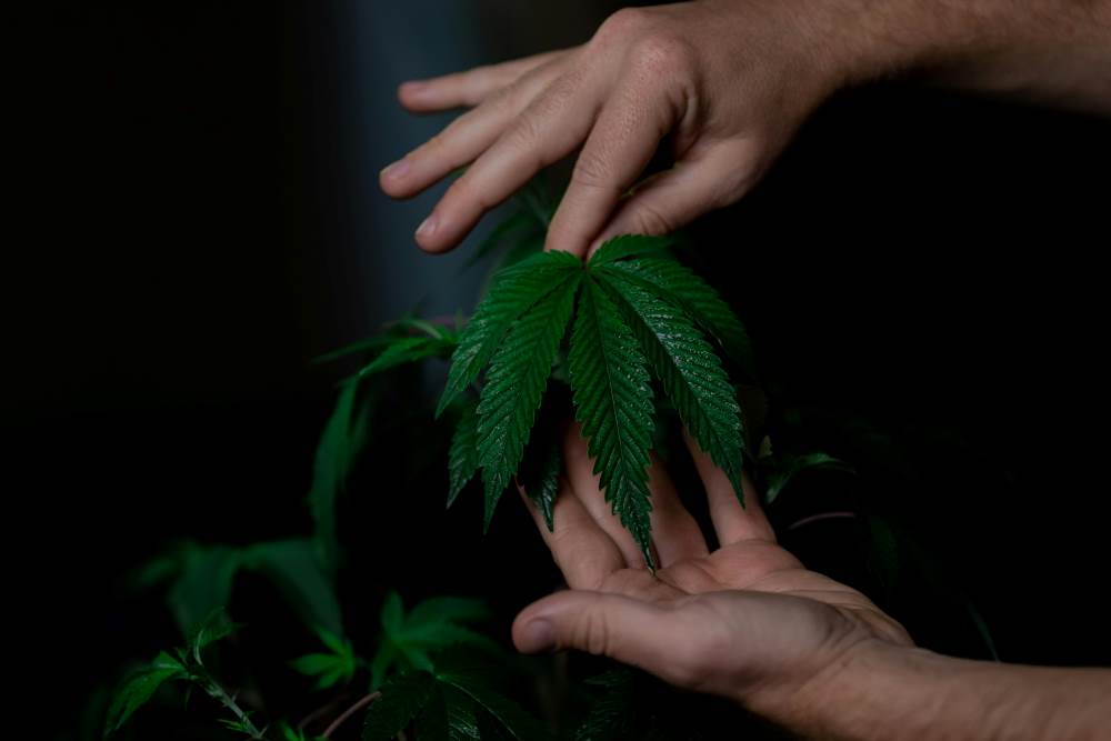 Cannabis Indica a jeho účinky